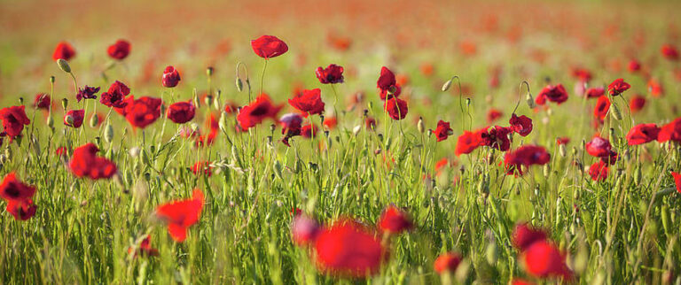 Remembrance Parade
